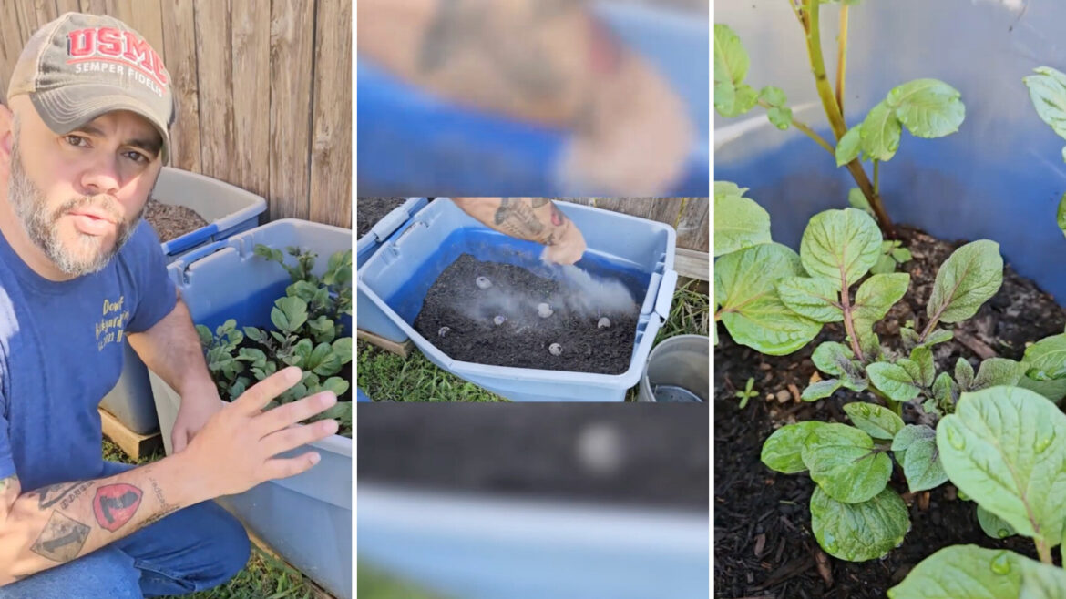 Gardener shares money-saving tips for growing grocery staple at home: ‘Brilliant’ "I can't wait to do it your way."