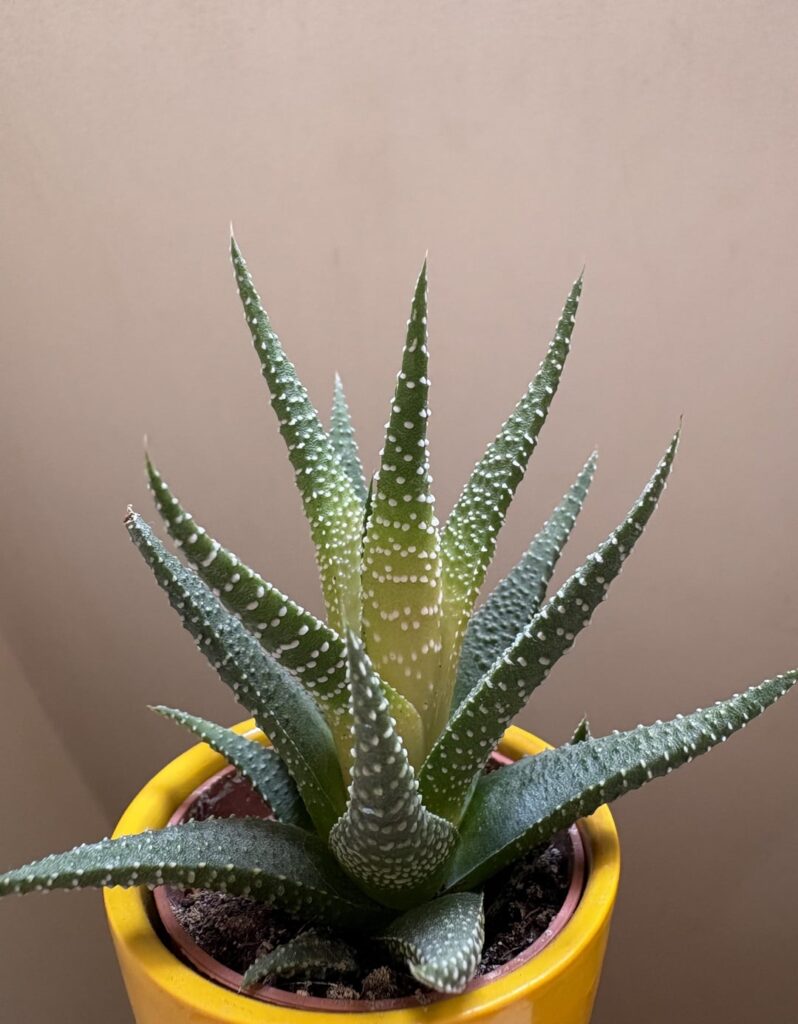 What did I do wrong ?