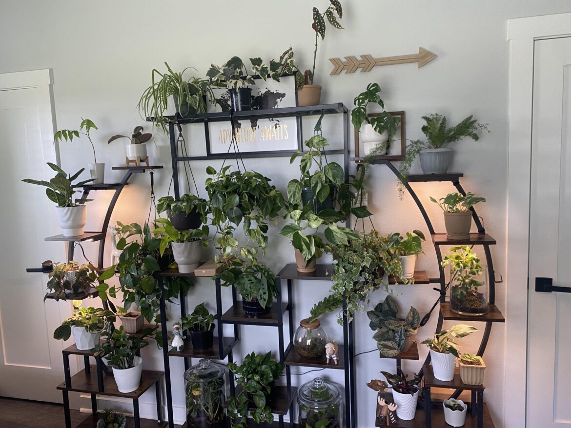 Just Moved and My Plants Are Set Up Now