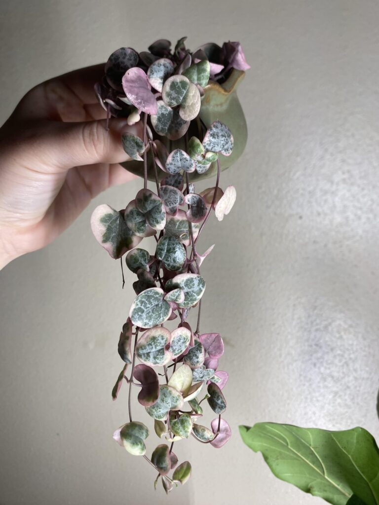 Repot advice