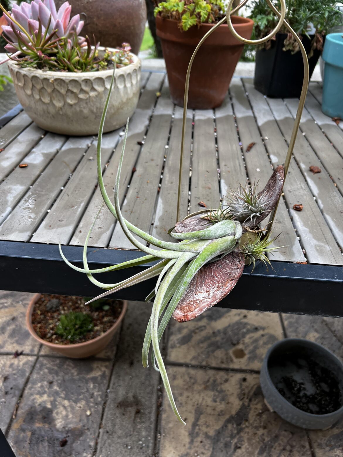 ID on this big guy? ID on this big guy?