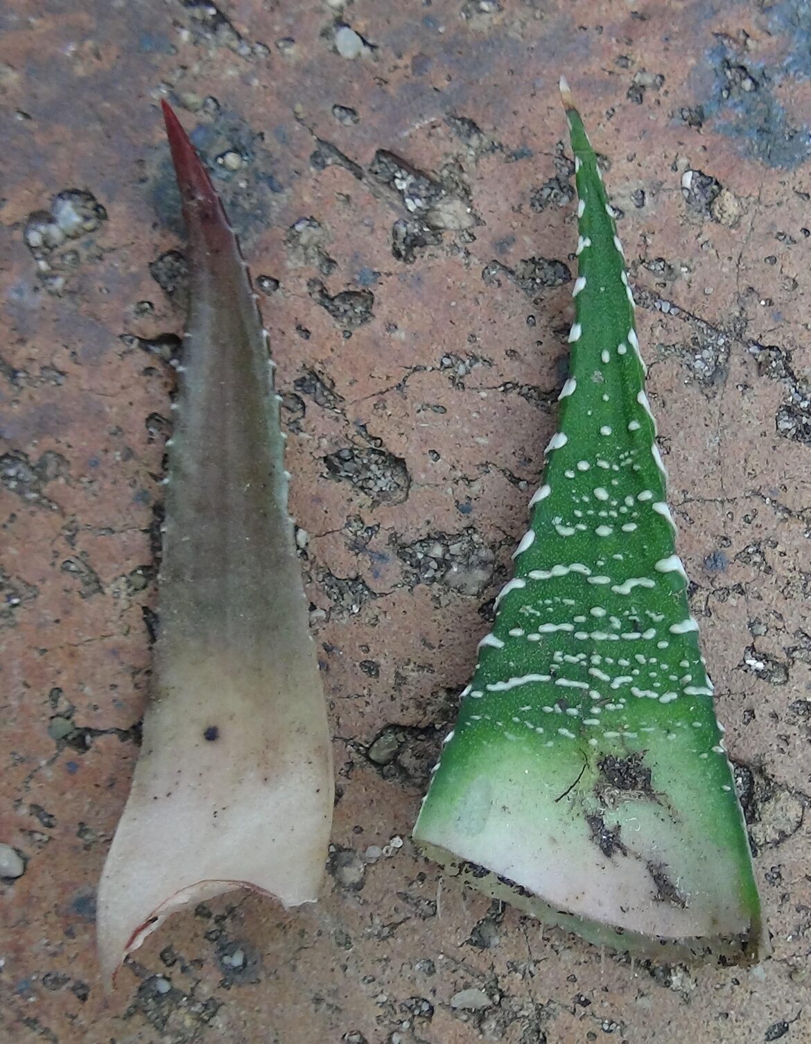 Haworthiopsis fasciata (left side) and haworthiopsis attenuata (right side). The easiest way to recognize their difference is fasciata has smooth surface and no spot on the upper side of the leaves, while attenuata has rough surface and spots on the upper side of the leaves. Haworthiopsis fasciata (left side) and haworthiopsis attenuata (right side). The easiest way to recognize their difference is fasciata has smooth surface and no spot on the upper side of the leaves, while attenuata has rough surface and spots on the upper side of the leaves.
