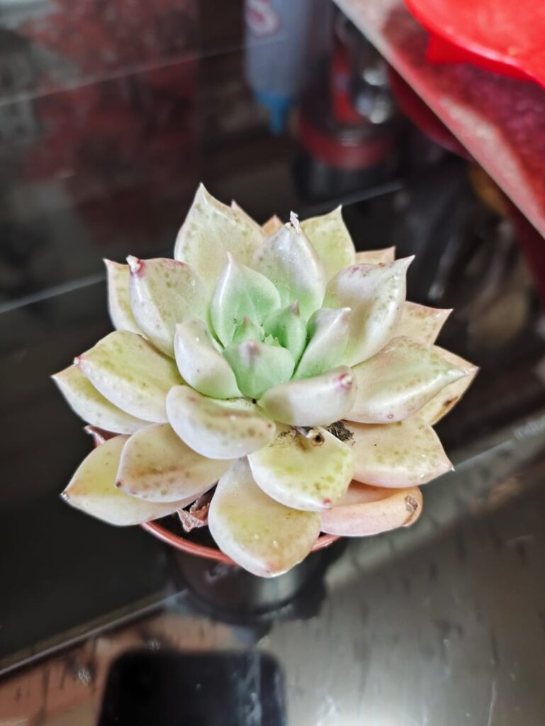 Help identifying this little one? Help identifying this little one?