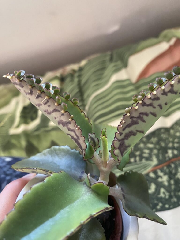 whats my plant doing