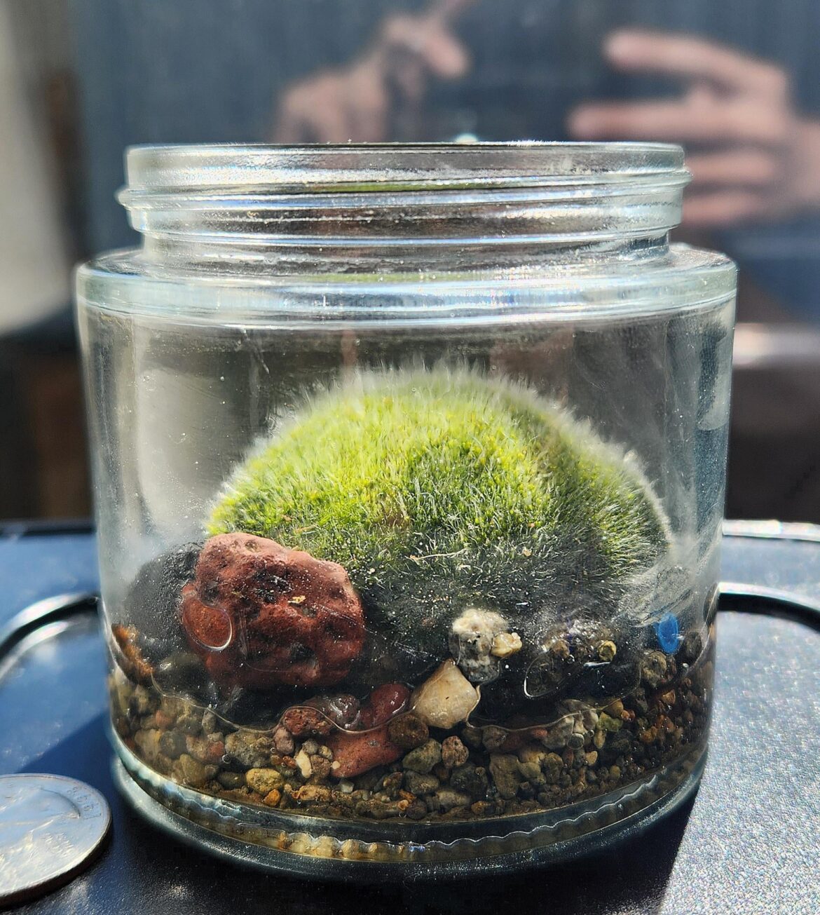 Mini Mossarium