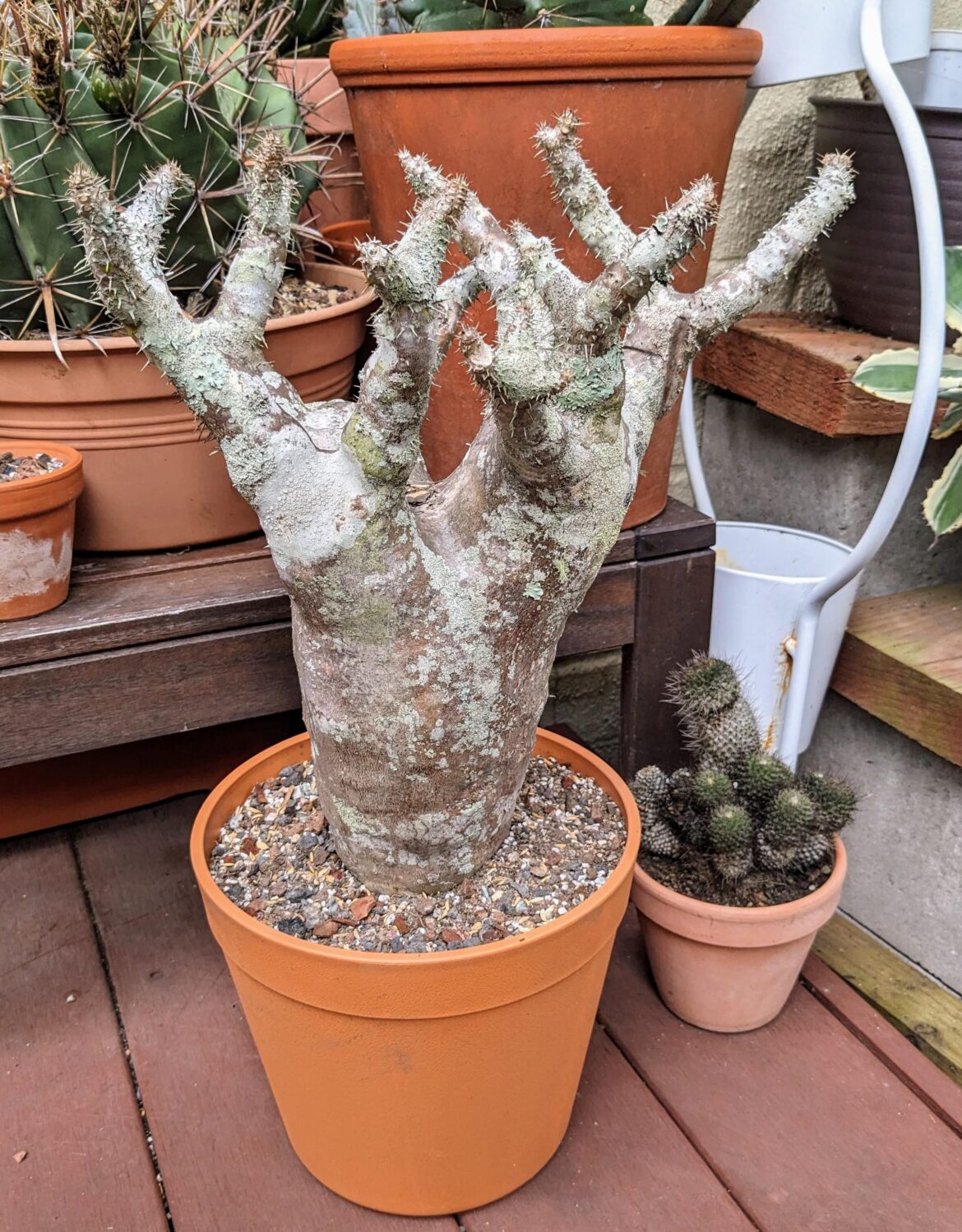 Pachypodiums rosalatum