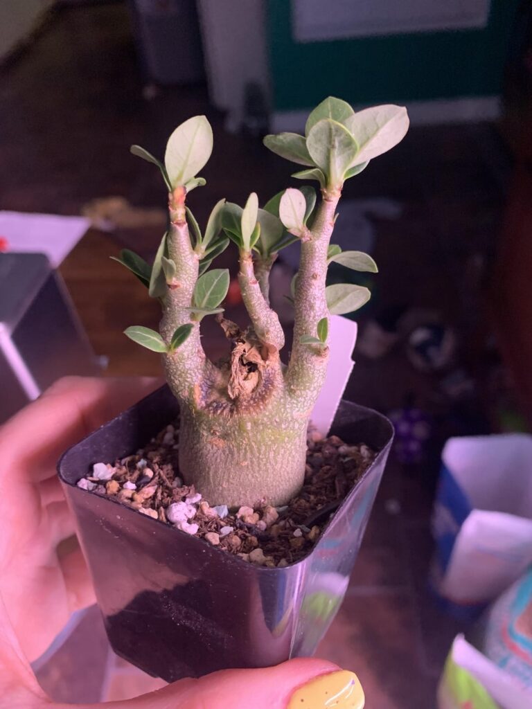 Is my Adenium Arabicum nomsod going to be okay?