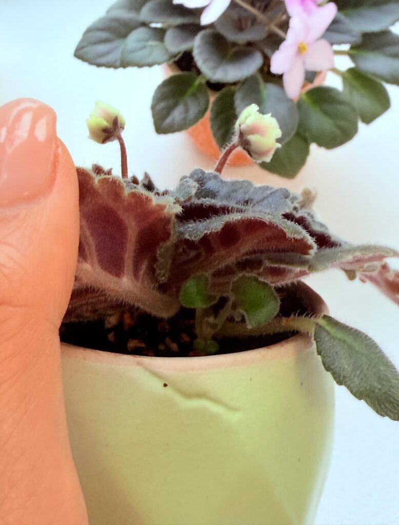 Help! Is she happy?