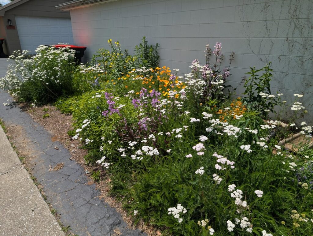 My alley meadow My alley meadow