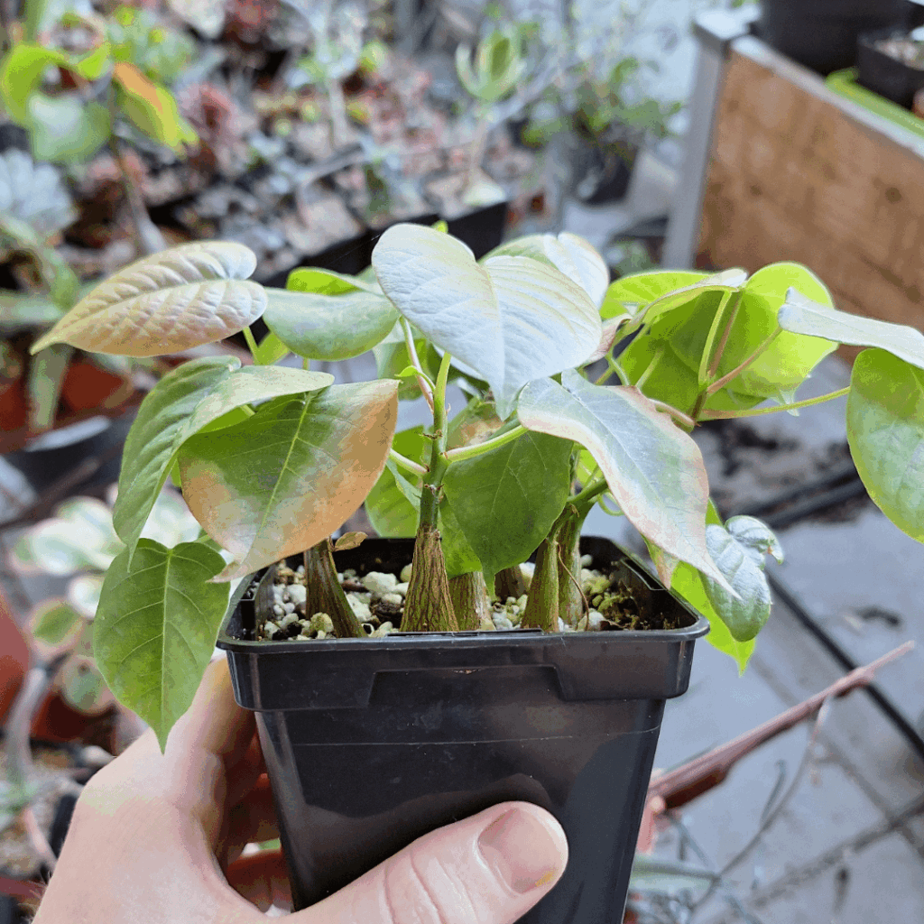 Pseudobombax ellipticum seedlings, 3 months old but needed a repot
