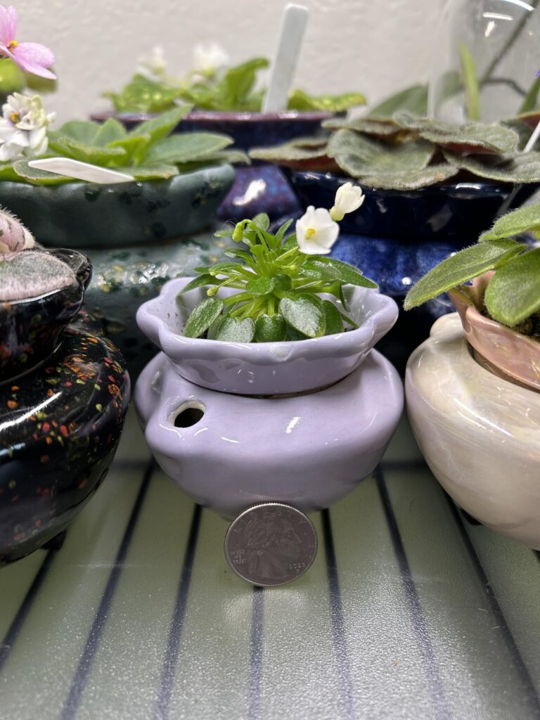 Microminatures are stunning in bloom. LE - Princessa Leia.
