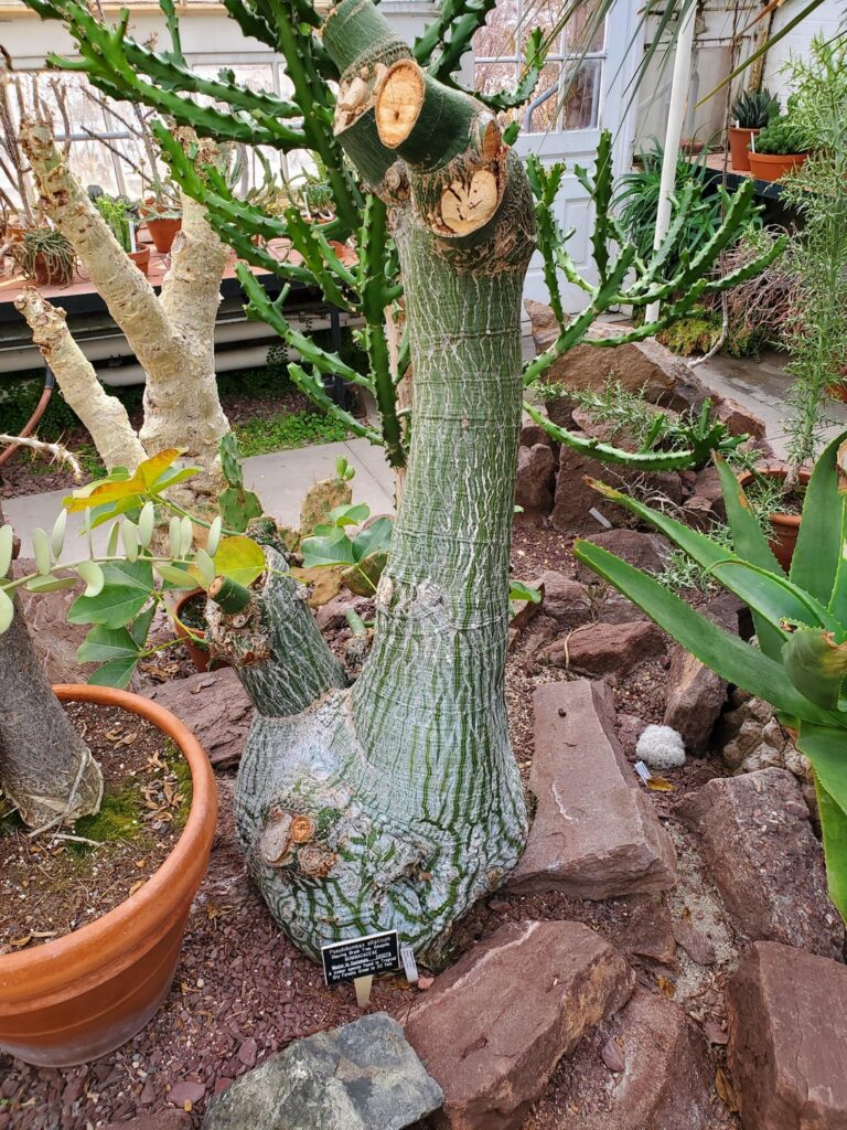 Pseudobombax ellipticum university specimen