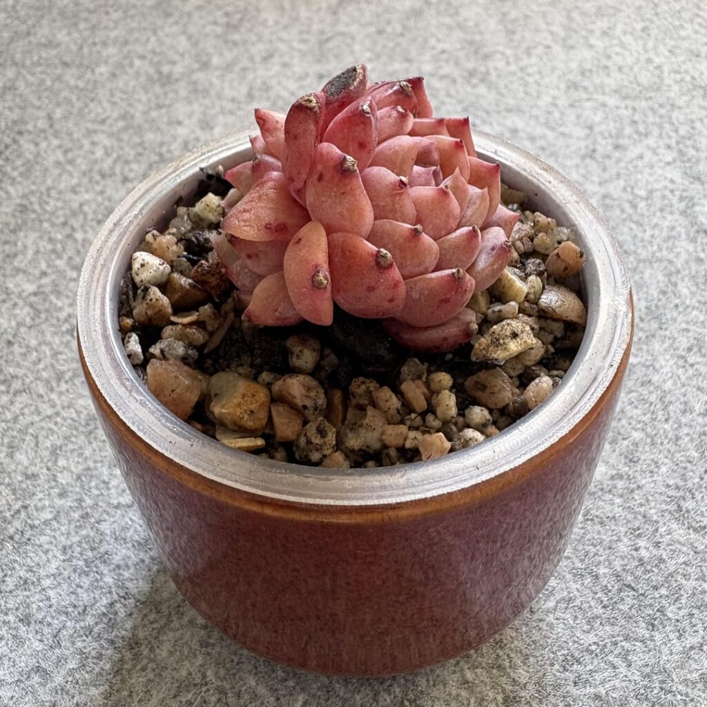 ‘Ming Yue Xing’ (明月星) 🌕 ⭐