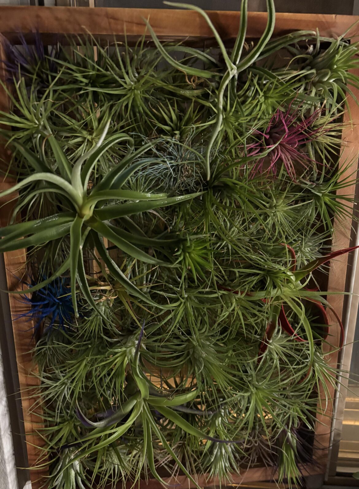 Air plant frame fun!