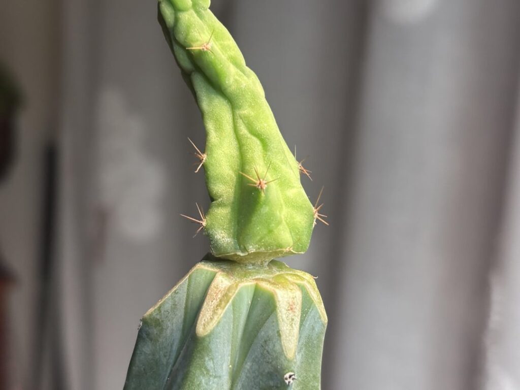 First time Grafting, was this graft successful? Also looks like it’s rooting?