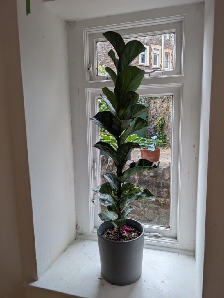 Getting too tall for space and not branching, thoughts? Getting too tall for space and not branching, thoughts?