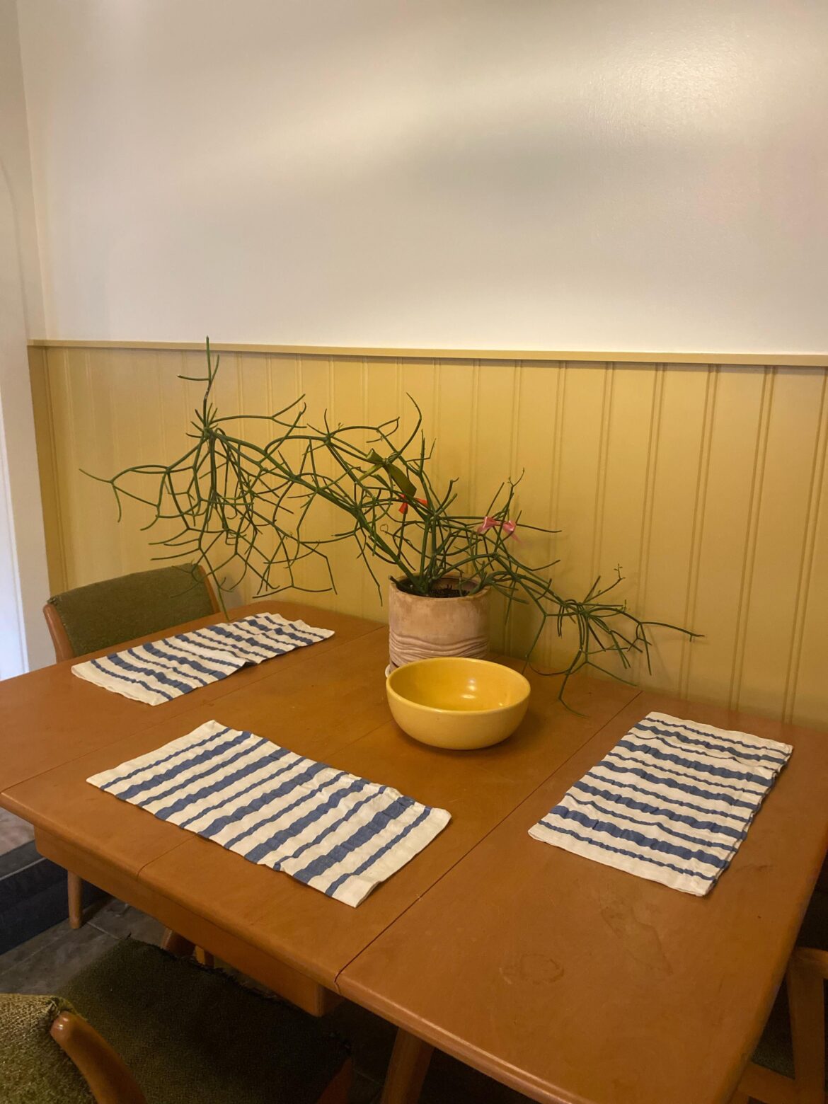 Should I stake this pencil cactus?