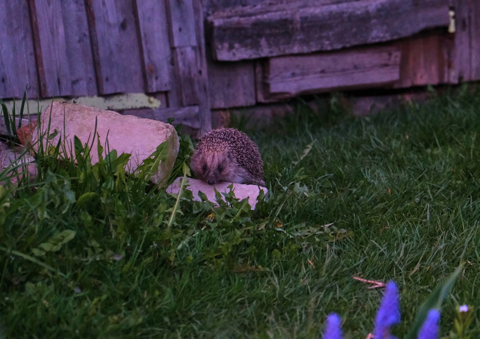 hedgehog sits on a white brick in green grass