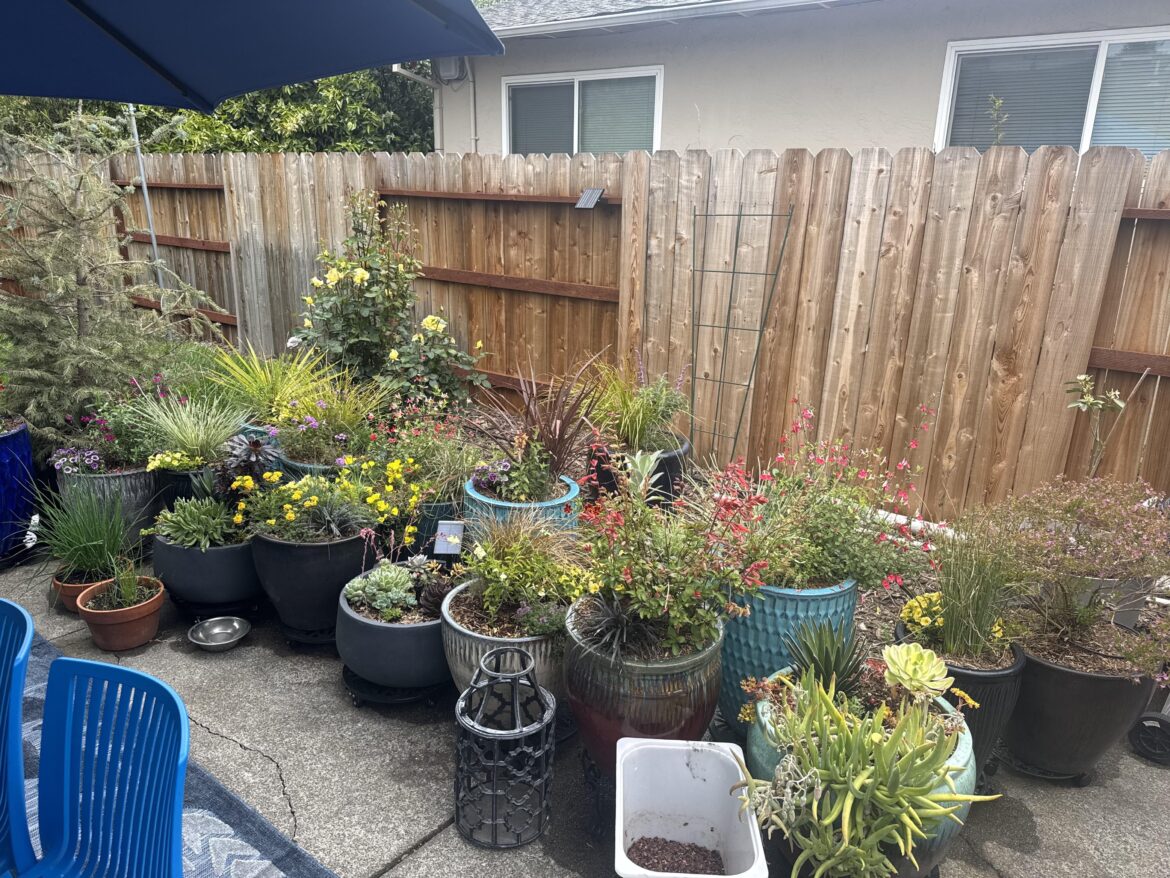 Our developing patio garden