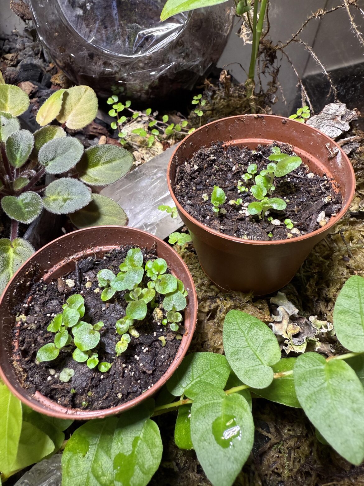 Growing from seeds