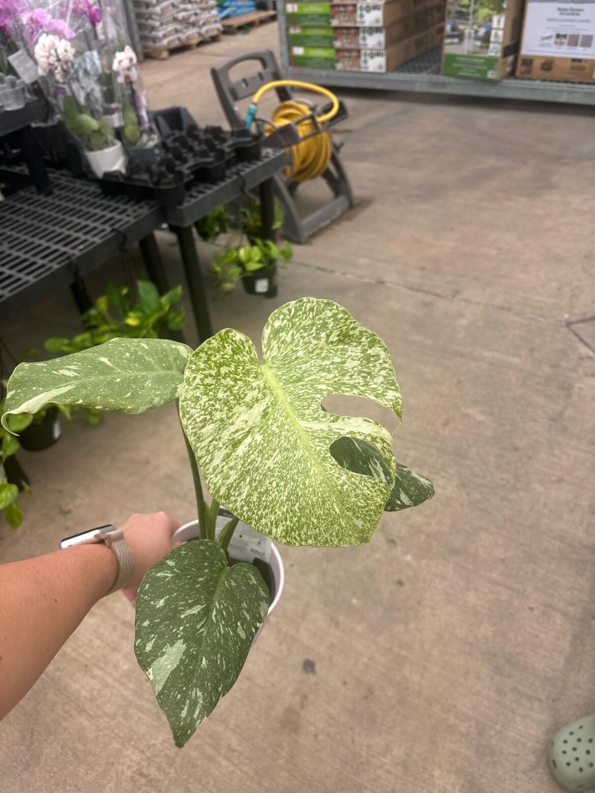 Is this a starlight?