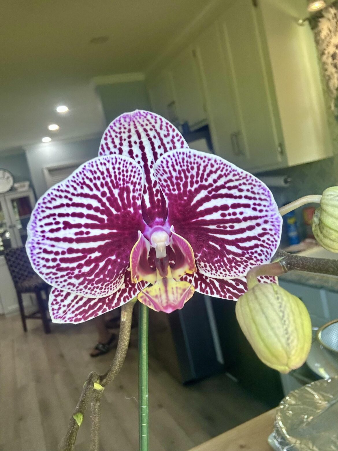 My orchid I’ve been raising for a year is finally blooming