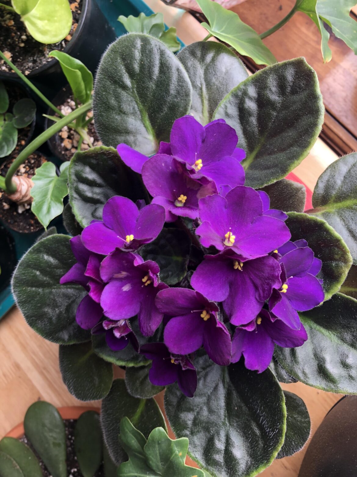 Does this variety have a name?