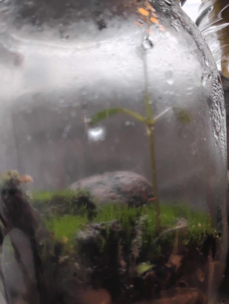 Moss jars in every window