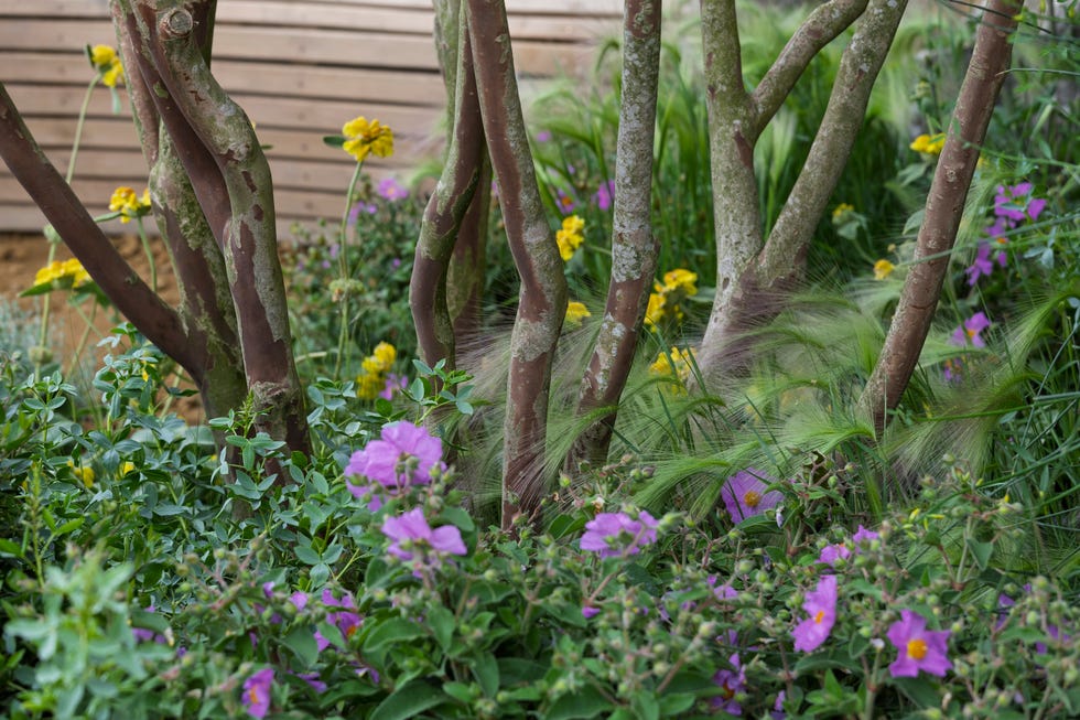 Hospice UK: Garden of Compassion. Designed by Tom Hoblyn. Show Garden. RHS Chelsea Flower Show 2025 hospice uk: garden of compassion. designed by tom hoblyn. show garden. rhs chelsea flower show 2025. site no. 321