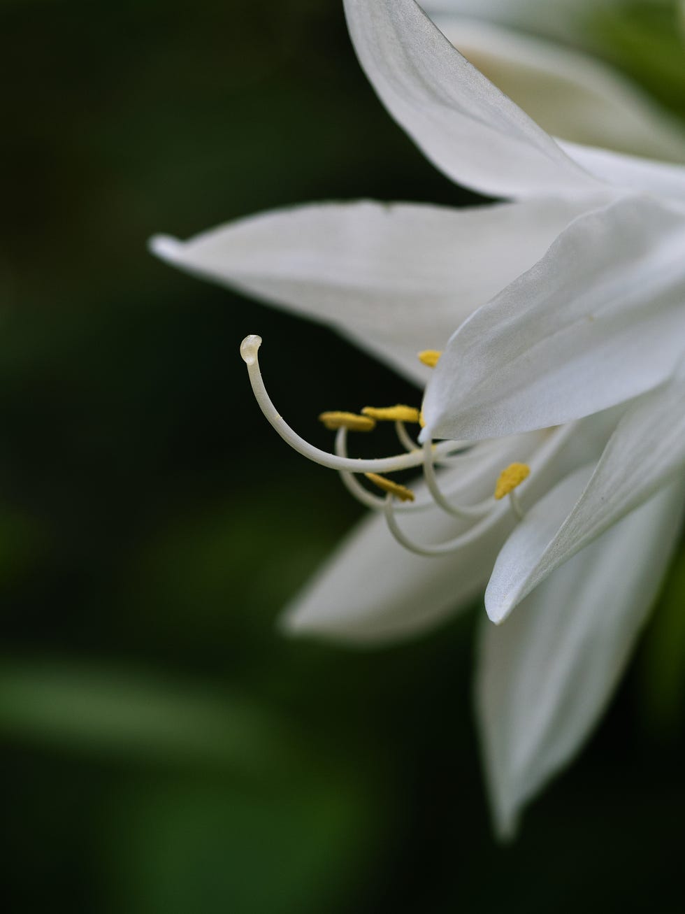 close up white flower on dark green background. hosta plantaginea, the fragrant plantain lily or august lily
