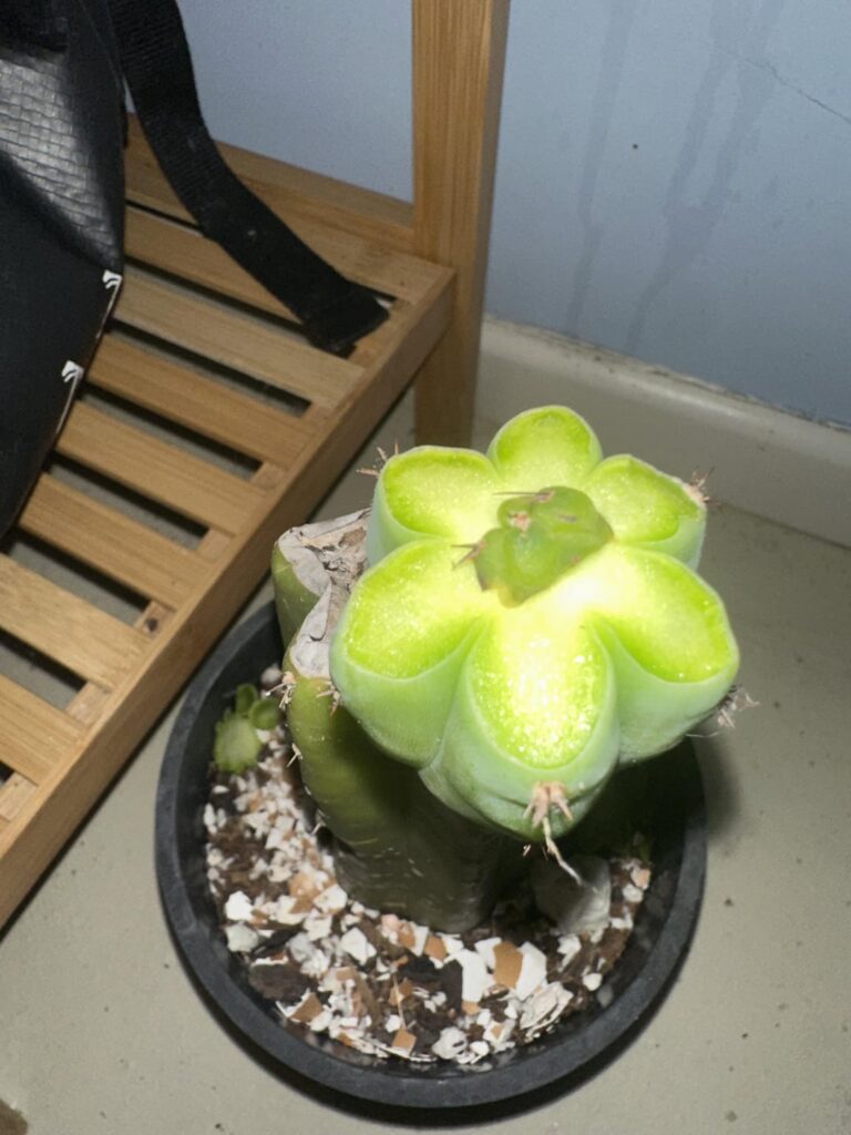 Just regrafted on new graft stock keeps not taking the other one had rape and a rock on it before but now am skeptical does it need downward pressure