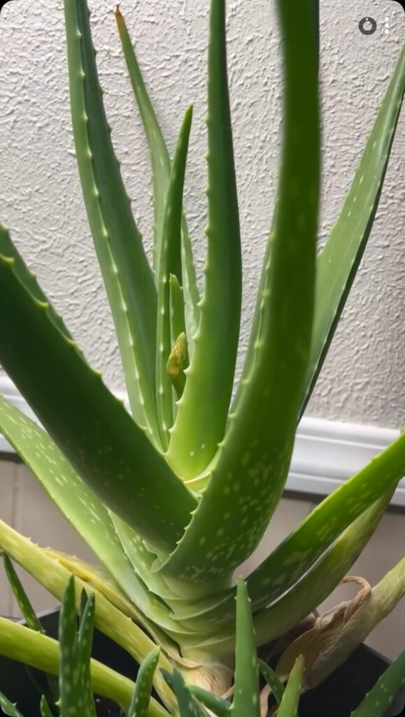 My Aloe Vera grew flowers!