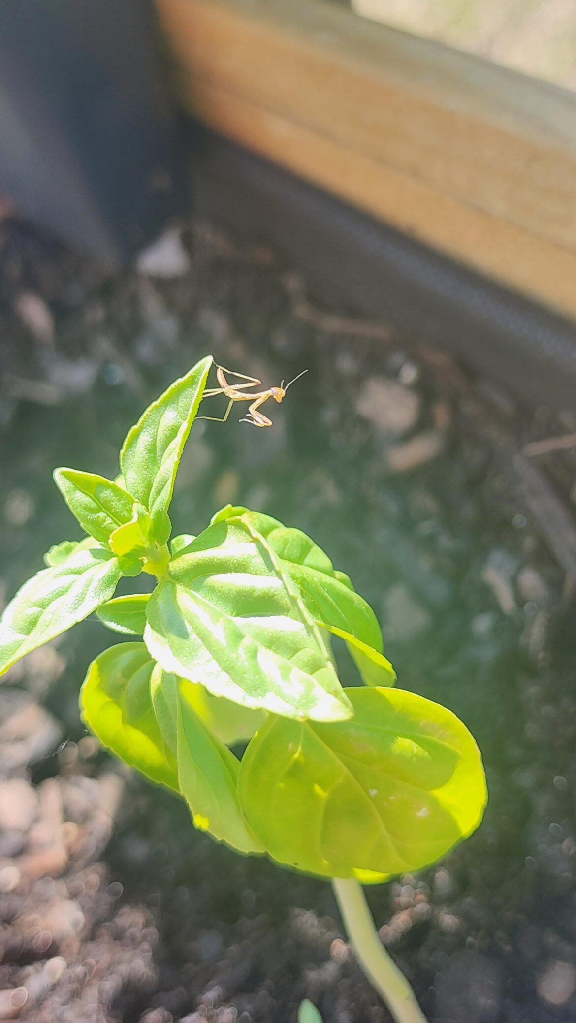 Got a free guard dog with my herb purchase yesterday ☺️