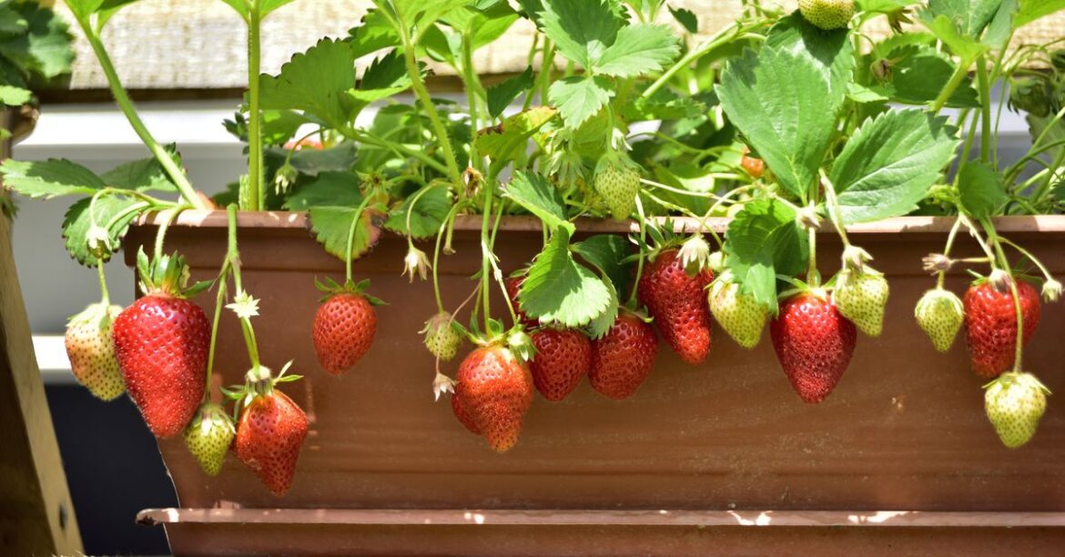 How to grow strawberries at home: Gardener’s top tip for growing strawberries ensures a healthy crop in spring How to grow strawberries at home: Gardener's top tip for growing strawberries ensures a healthy crop in spring