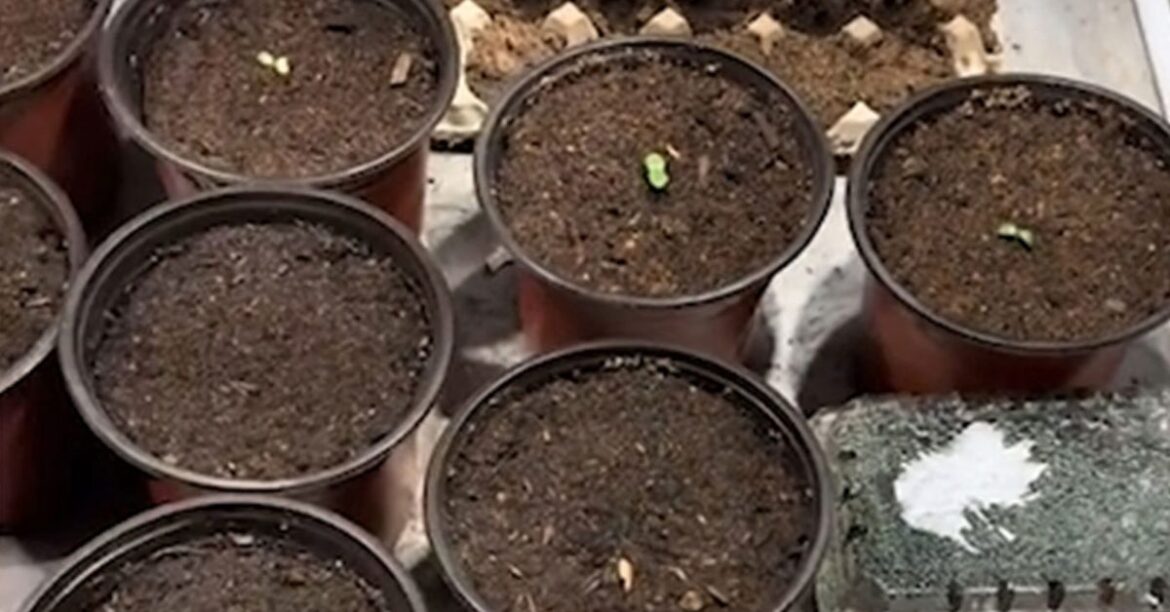 Gardening hacks: This $0 hack grows seedlings using an item you normally throw out Gardening hacks: This $0 hack grows seedlings using an item you normally throw out