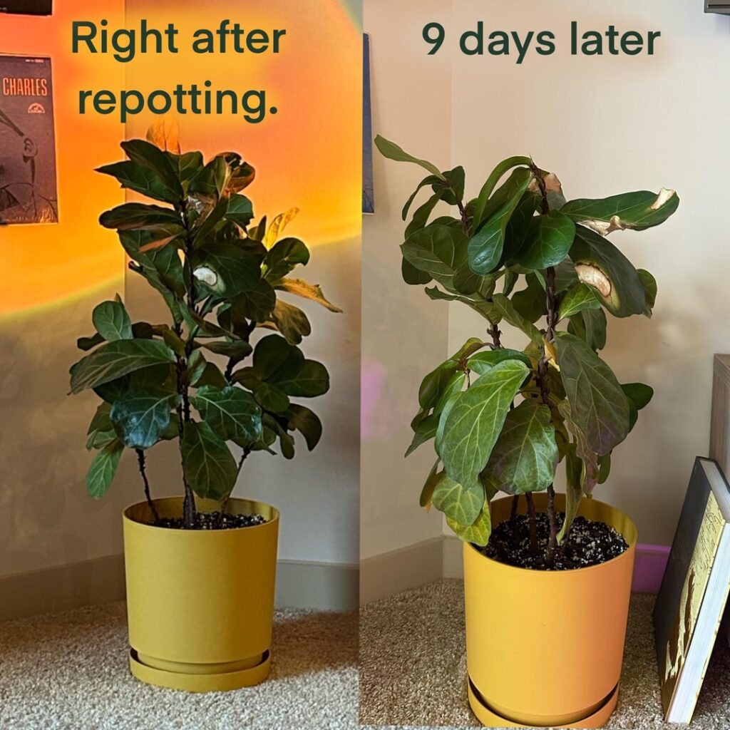 Transplant Shock :( please help!