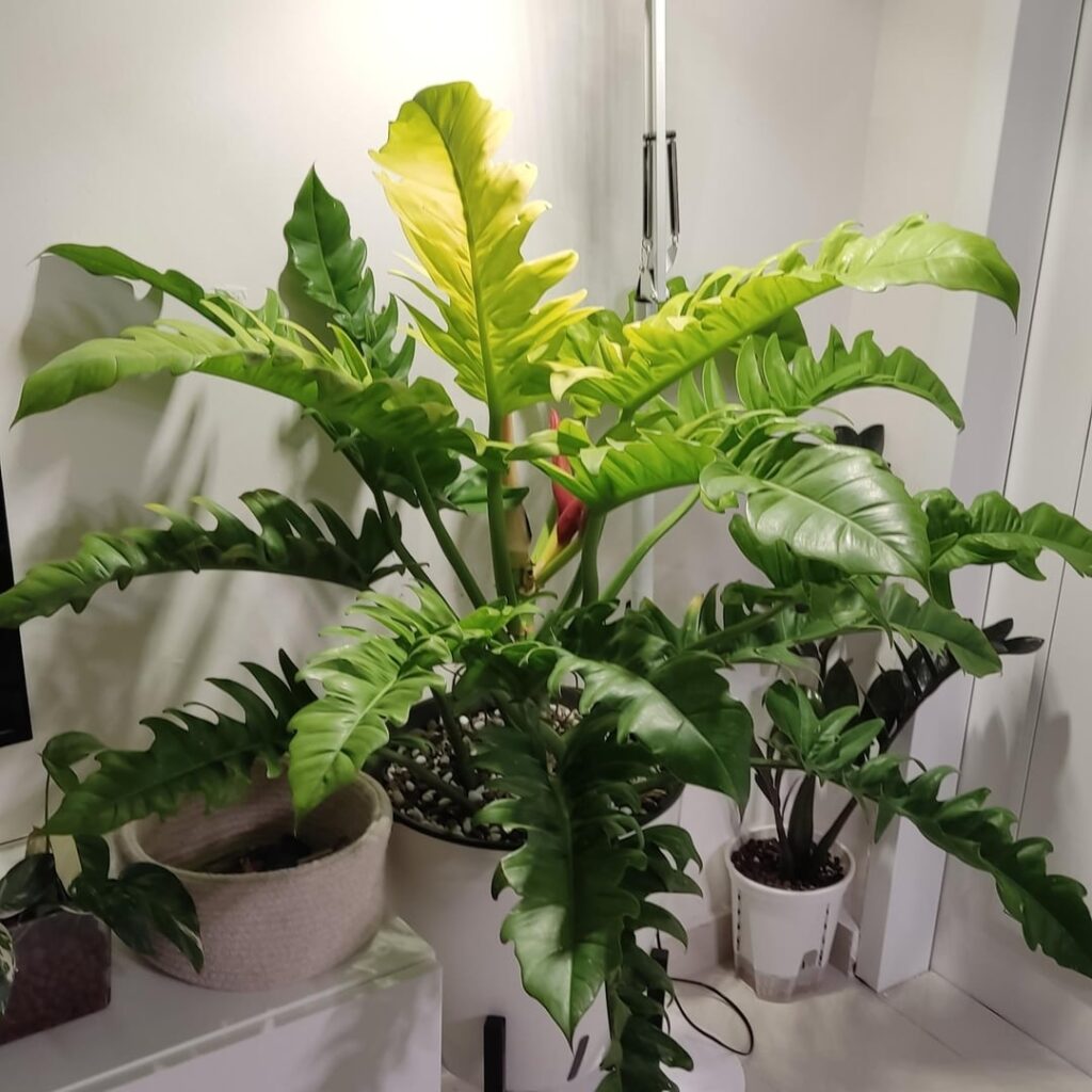 Why is my philodendron golden saw having dead new leaves? The past 3 new leaves all come out black and rotten. Other than that the whole plant looks amazing and healthy I can't find what the issue is.