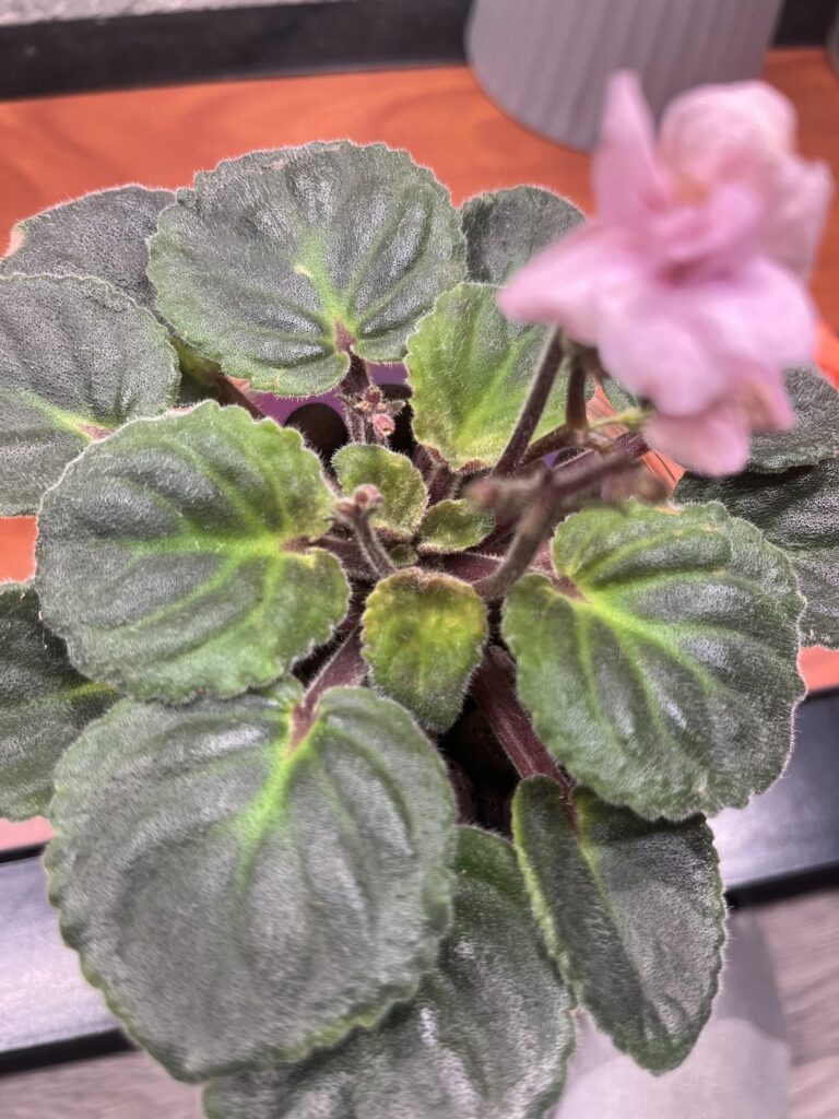 is there something wrong with my AV? pests? too much light? is there something wrong with my AV? pests? too much light?
