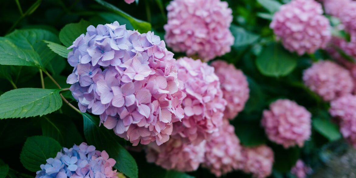 How to Get Your Hydrangeas to Change Color How to Get Your Hydrangeas to Change Color