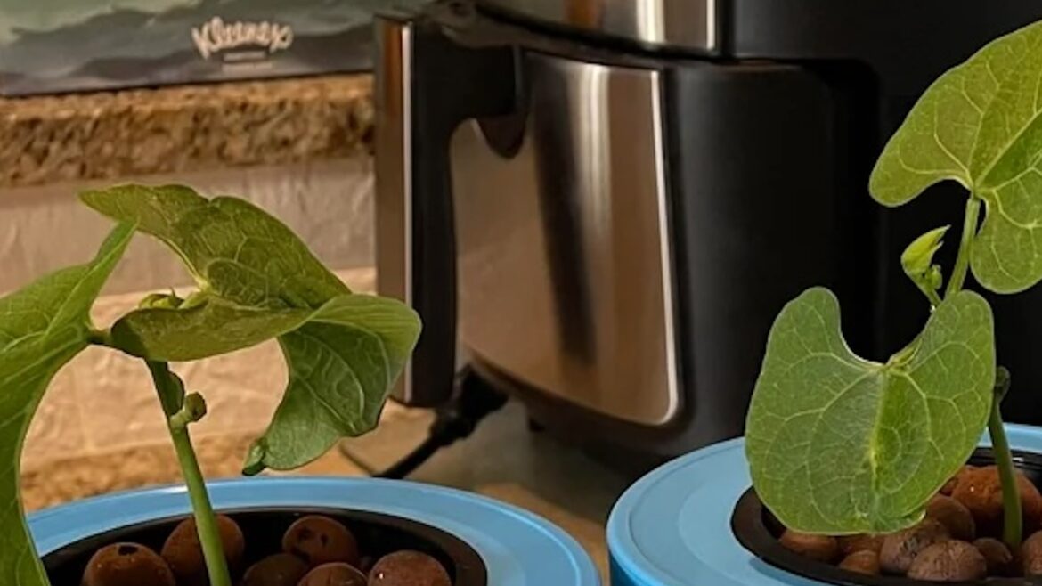 Gardener shares clever method for reusing old plastic containers: ‘Awesome idea’ "I look at everything differently now before throwing stuff away."