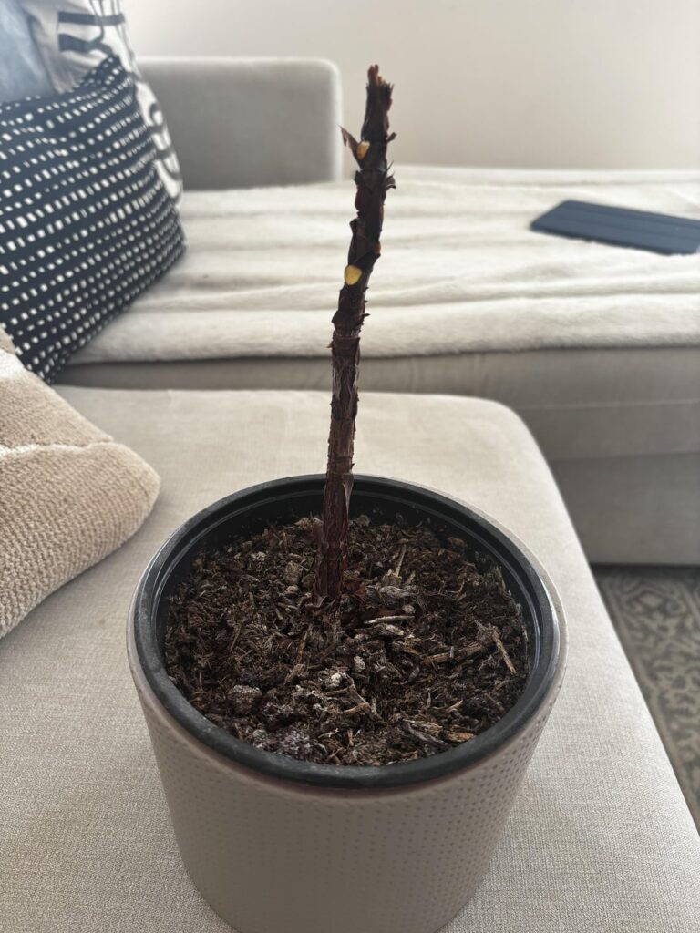 Help! All leaves dropped…