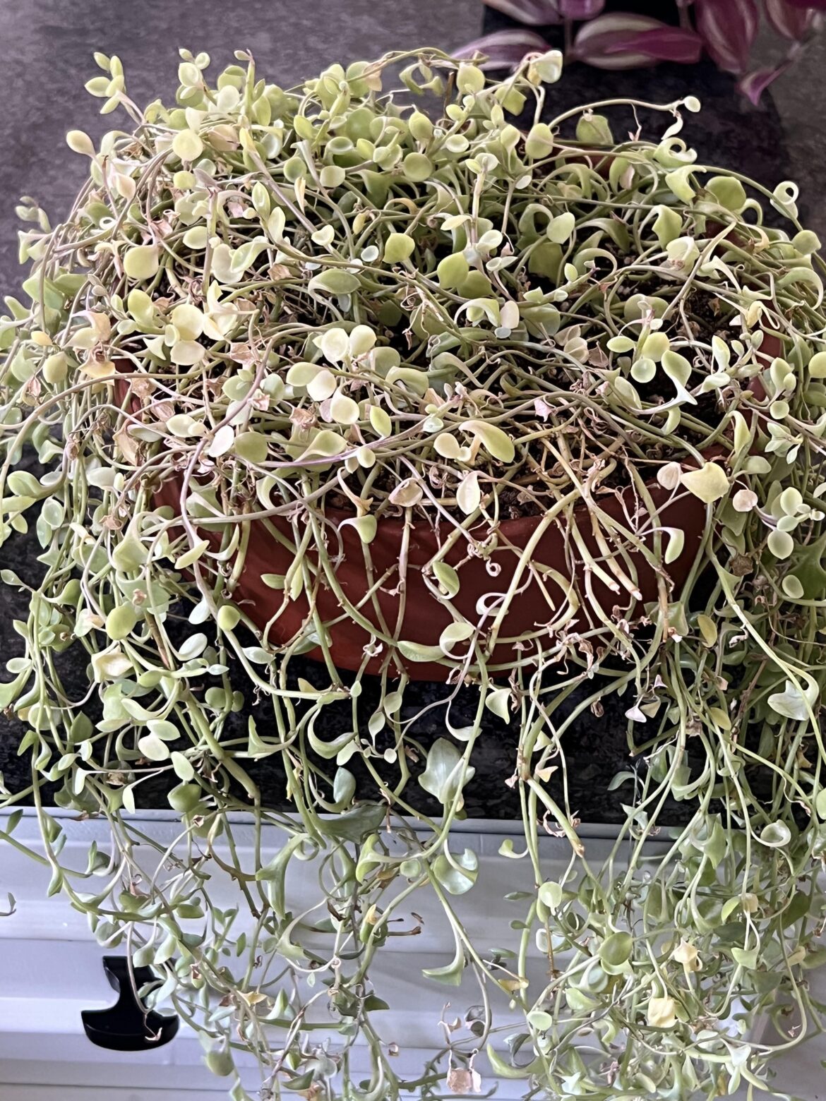 String of dolphins help!