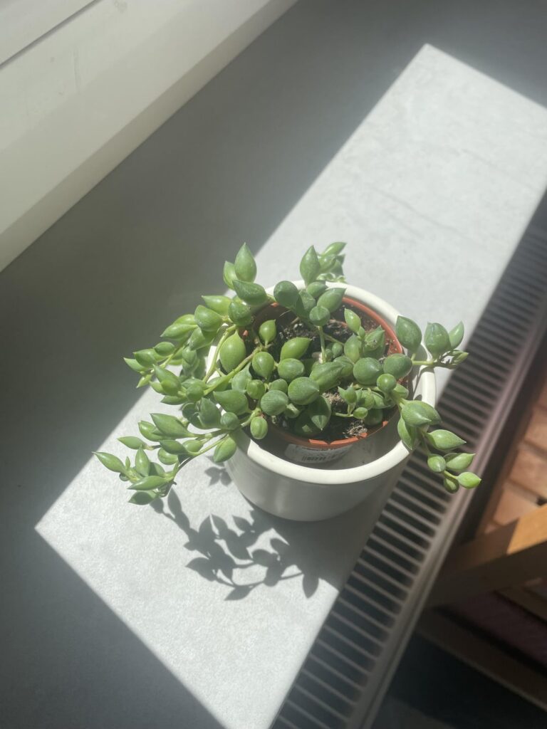 Is this string of pearls happy? New plant owner here!