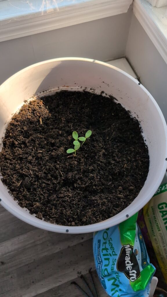 Just started gardening and need tips! Just started gardening and need tips!