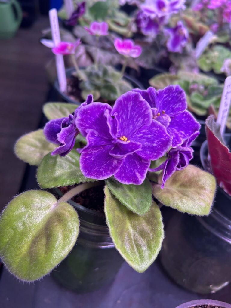 Intense blooms on Perfect Harmony