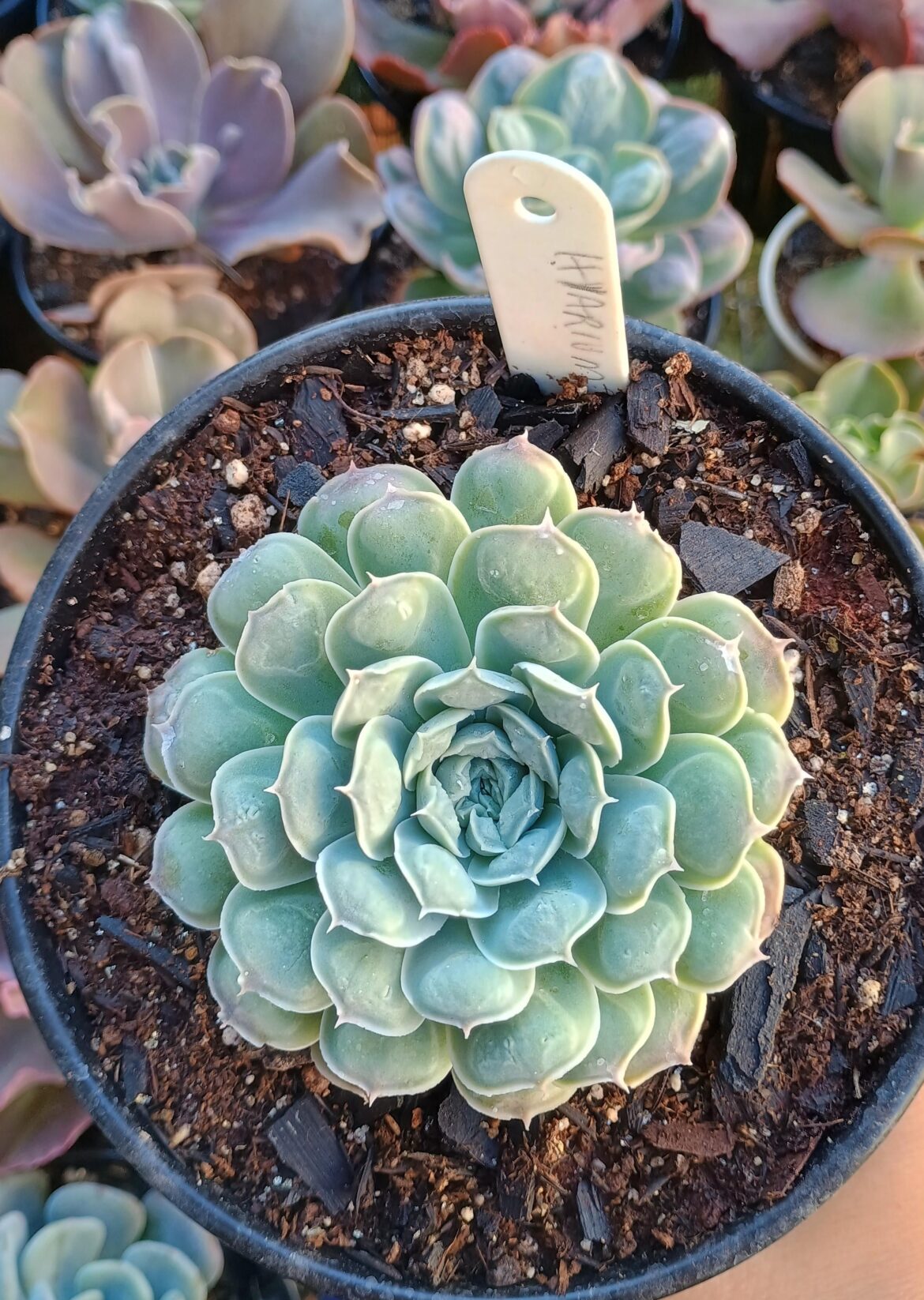 Echeveria 'Hiarium'