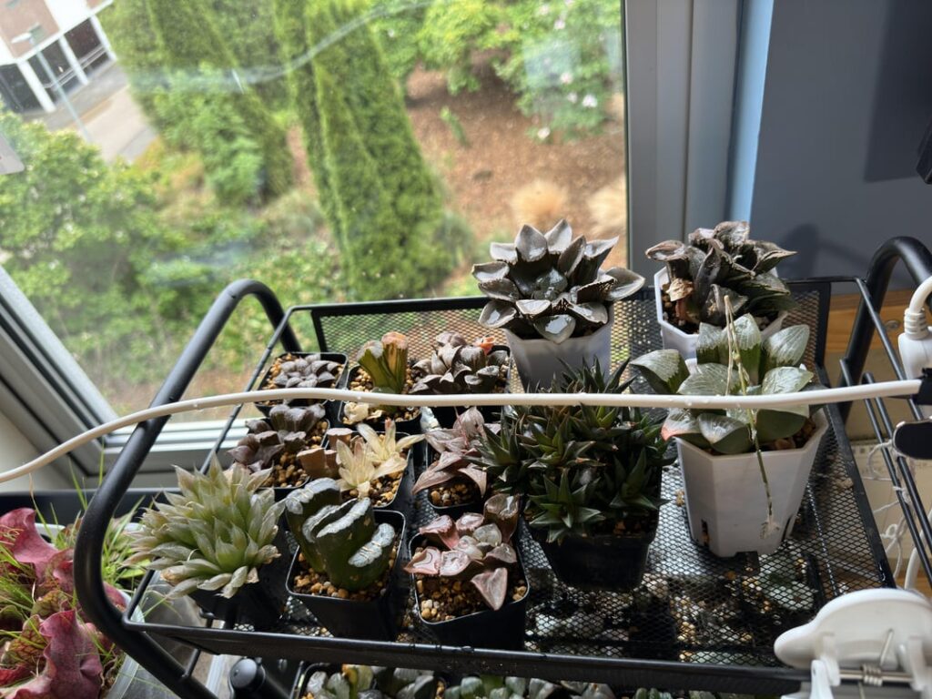 Moving house, does anyone wants them? Around 100 plants