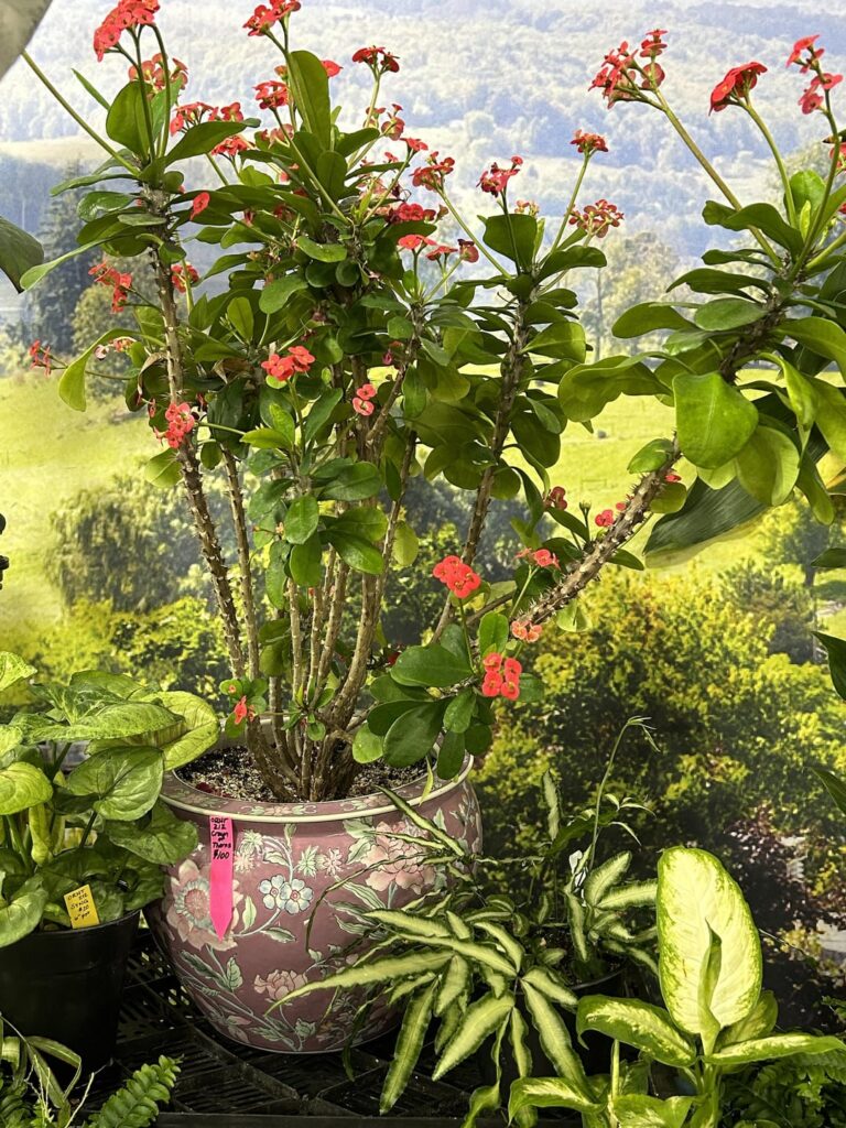 Looking for crown of thorns tips and tricks