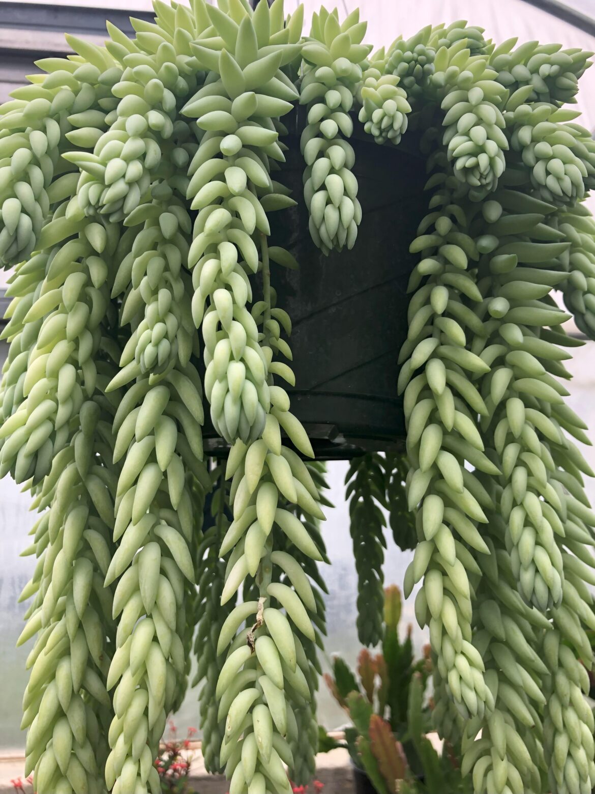 Need help naming this plant, what vibe does it give off?