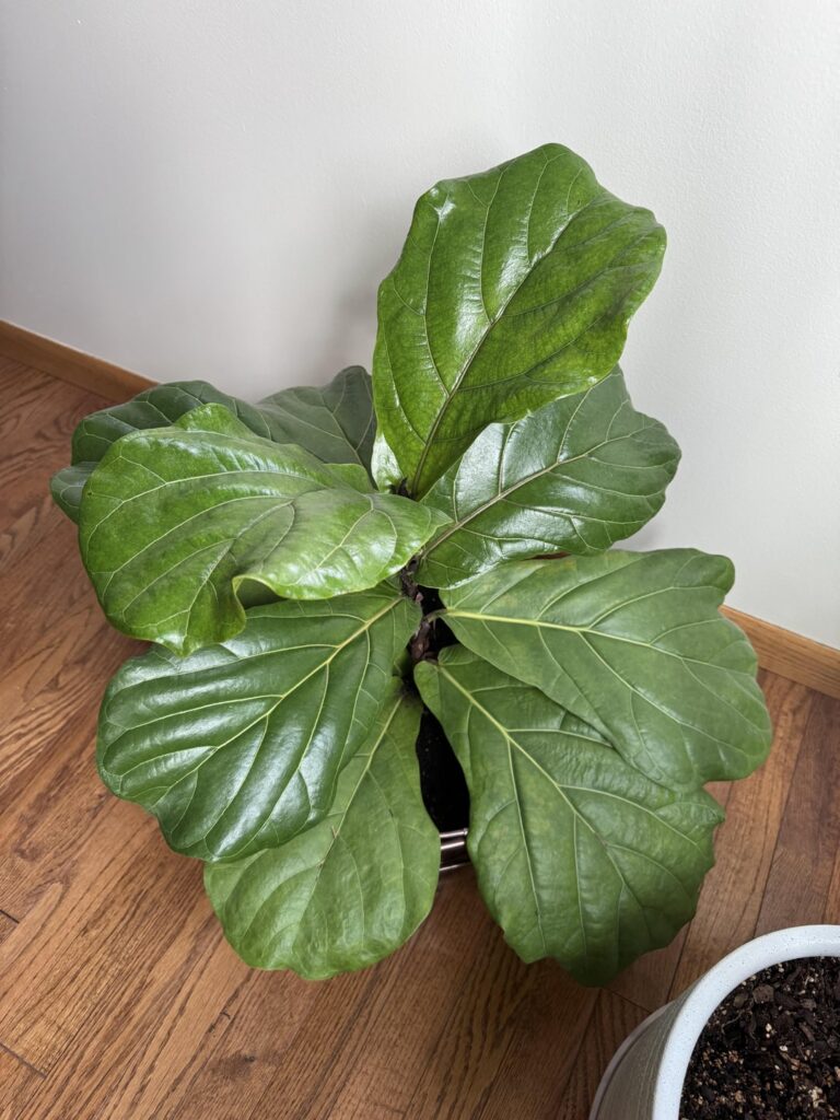 My first flf